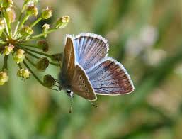 Attēlu rezultāti vaicājumam “Agrodiaetus damon underside”