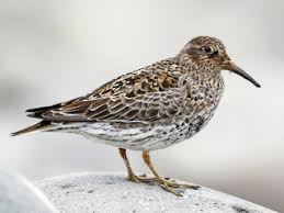 Attēlu rezultāti vaicājumam “Calidris maritima”