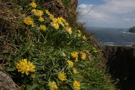 Image result for Anthyllis vulneraria