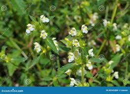 Image result for Galeopsis segetum