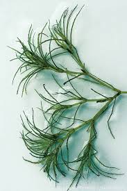 Attēlu rezultāti vaicājumam “Najas minor leaf”