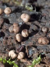 Attēlu rezultāti vaicājumam “Diderma radiatum”