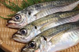 Image result for Trachurus trachurus