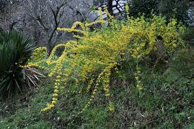 Attēlu rezultāti vaicājumam “Forsythia suspensa flower”
