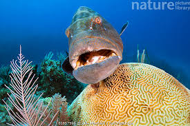 Image result for Mycteroperca bonaci