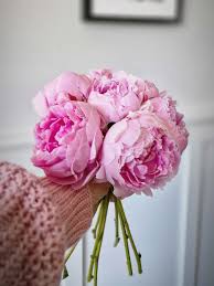 Image result for Pfingstrose