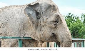 Image result for sad elephant