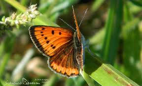 Attēlu rezultāti vaicājumam “Lycaena dispar underside”