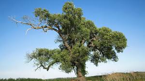 Attēlu rezultāti vaicājumam “Populus nigra”