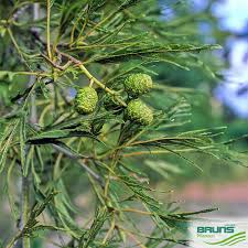 Attēlu rezultāti vaicājumam “Alnus glutinosa fruit”