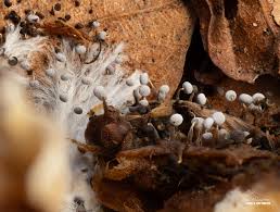 Attēlu rezultāti vaicājumam “Diderma floriforme”