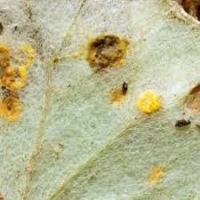 Attēlu rezultāti vaicājumam “Puccinia poarum”