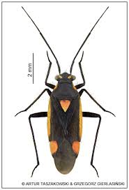 Attēlu rezultāti vaicājumam “Capsodes gothicus”