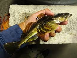 Image result for Tautogolabrus adspersus