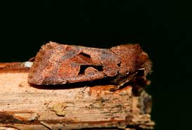 Attēlu rezultāti vaicājumam “Orthosia gothica”