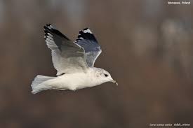 Attēlu rezultāti vaicājumam “Larus canus adult”