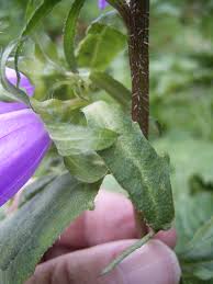 Attēlu rezultāti vaicājumam “Campanula trachelium bud”