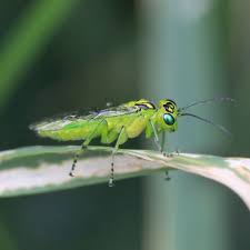 Attēlu rezultāti vaicājumam “Rhogogaster viridis”