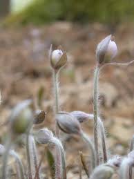 Attēlu rezultāti vaicājumam “Hepatica nobilis bud”