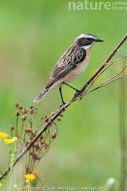Attēlu rezultāti vaicājumam “Saxicola rubetra”