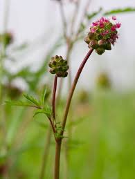 Attēlu rezultāti vaicājumam “Poterium sanguisorba flower”