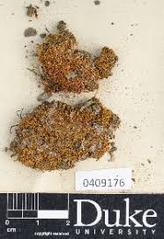 Attēlu rezultāti vaicājumam “Dicranella cerviculata”