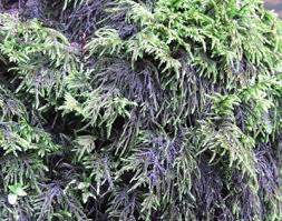 Attēlu rezultāti vaicājumam “Thamnobryum alopecurum”