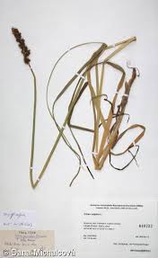 Attēlu rezultāti vaicājumam “Carex vulpina”