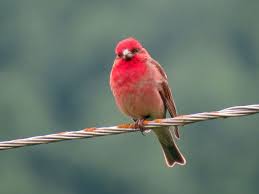 Attēlu rezultāti vaicājumam “Carpodacus erythrinus”