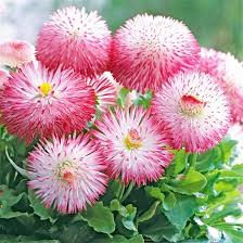 Image result for Bellis perennis
