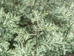 Image result for Artemisia gmelinii