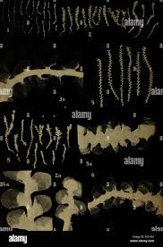 Attēlu rezultāti vaicājumam “Scapania irrigua”