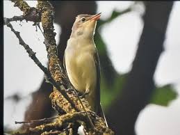 Attēlu rezultāti vaicājumam “Hippolais icterina”