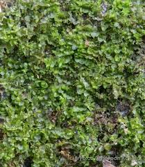 Attēlu rezultāti vaicājumam “Jungermannia leiantha”