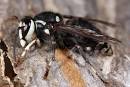 Bald-faced Hornet and Hive