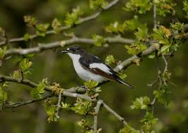 Attēlu rezultāti vaicājumam “Ficedula hypoleuca male”