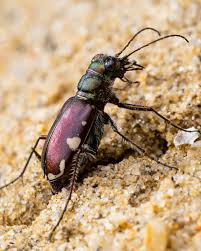 Attēlu rezultāti vaicājumam “Cicindela sylvatica imago”