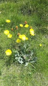 Attēlu rezultāti vaicājumam “Hypochaeris maculata leaf”