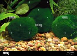 Imagini pentru Cladophora aegagropila