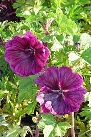 Image result for Malva sylvestris var. mauritiana