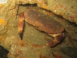 Image result for Cancer pagurus