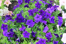 Image result for Petunia