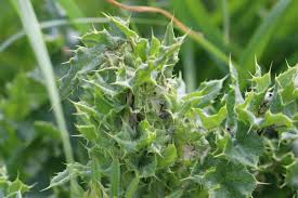 Attēlu rezultāti vaicājumam “Aphelia paleana larva”