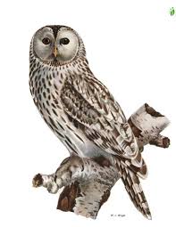 Attēlu rezultāti vaicājumam “Strix uralensis”