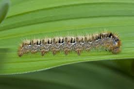 Attēlu rezultāti vaicājumam “Lasiocampa quercus imago”