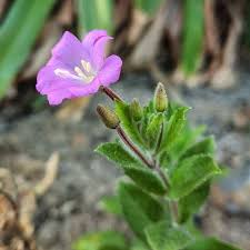 Attēlu rezultāti vaicājumam “Epilobium hirsutum leaf”