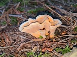 Attēlu rezultāti vaicājumam “Hydnellum aurantiacum”