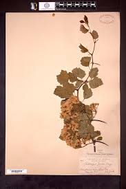 Attēlu rezultāti vaicājumam “Crataegus chrysocarpa”