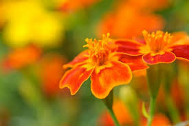Attēlu rezultāti vaicājumam “Tagetes”