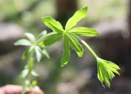 Attēlu rezultāti vaicājumam “Galium boreale fruit”